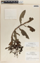 Comarostaphylis discolor image