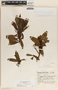 Comarostaphylis discolor image