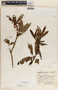 Comarostaphylis discolor image