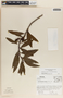 Comarostaphylis discolor image