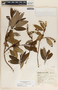 Comarostaphylis discolor image