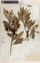 Comarostaphylis discolor image