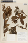 Comarostaphylis discolor image