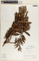 Comarostaphylis discolor image