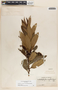 Comarostaphylis discolor image