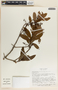 Comarostaphylis discolor image