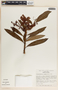 Comarostaphylis discolor image