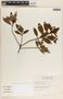 Comarostaphylis discolor image