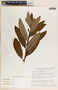 Comarostaphylis discolor image