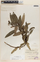 Comarostaphylis discolor image