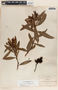 Comarostaphylis discolor image