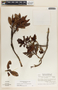 Comarostaphylis discolor image
