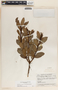 Comarostaphylis discolor image