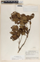 Comarostaphylis discolor image