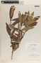 Comarostaphylis discolor image