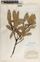 Comarostaphylis discolor image