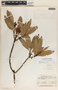 Comarostaphylis discolor image