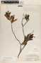 Comarostaphylis discolor image