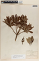 Comarostaphylis glaucescens image