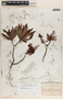 Comarostaphylis glaucescens image