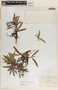 Comarostaphylis glaucescens image