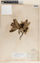 Comarostaphylis glaucescens image