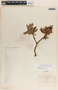 Comarostaphylis glaucescens image