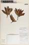 Comarostaphylis glaucescens image