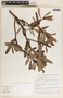 Comarostaphylis glaucescens image