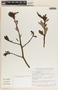 Comarostaphylis glaucescens image