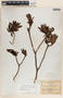 Comarostaphylis glaucescens image