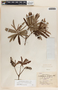 Comarostaphylis glaucescens image