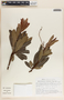 Comarostaphylis glaucescens image
