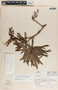 Comarostaphylis glaucescens image