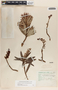 Comarostaphylis glaucescens image