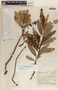 Comarostaphylis glaucescens image