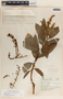 Comarostaphylis longifolia image