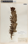 Comarostaphylis lanata image