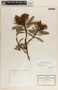 Comarostaphylis longifolia image