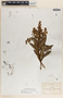 Comarostaphylis longifolia image