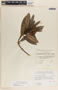 Comarostaphylis lanata image