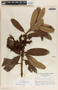 Comarostaphylis lanata image