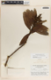 Comarostaphylis lanata image