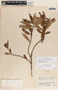 Comarostaphylis lanata image