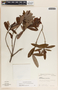 Comarostaphylis mucronata image