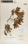 Comarostaphylis mucronata image