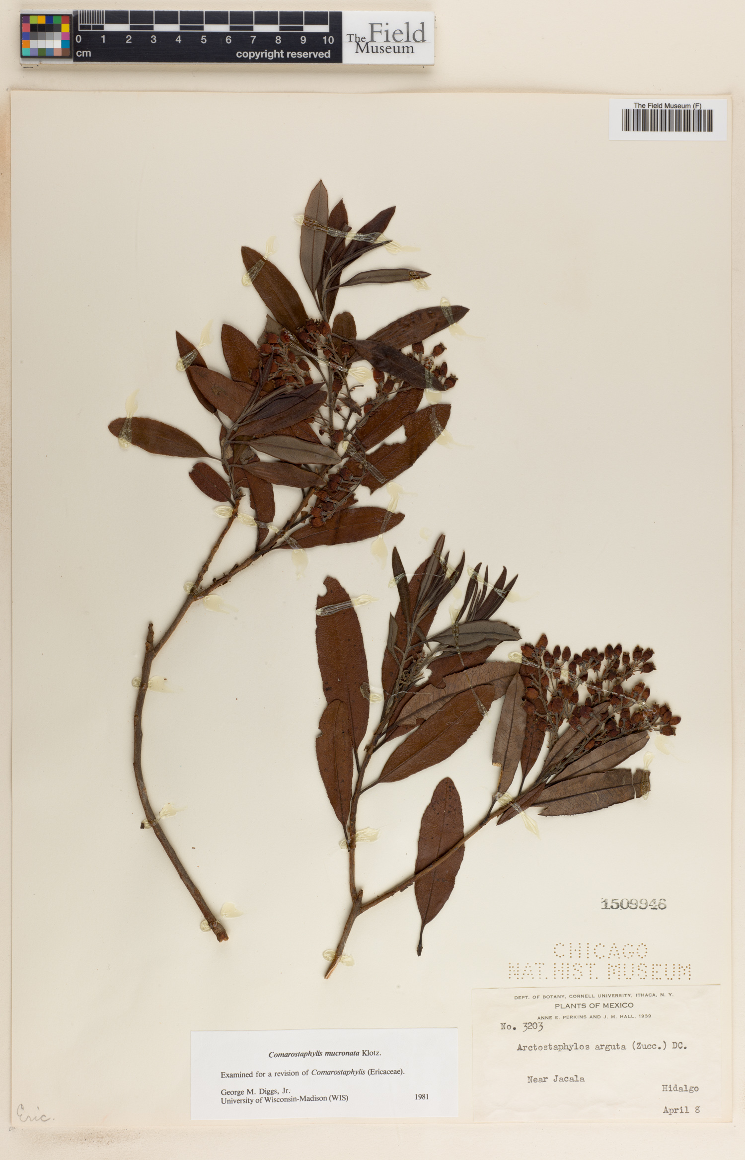 Comarostaphylis mucronata image