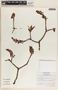 Comarostaphylis polifolia image