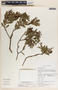 Comarostaphylis polifolia image