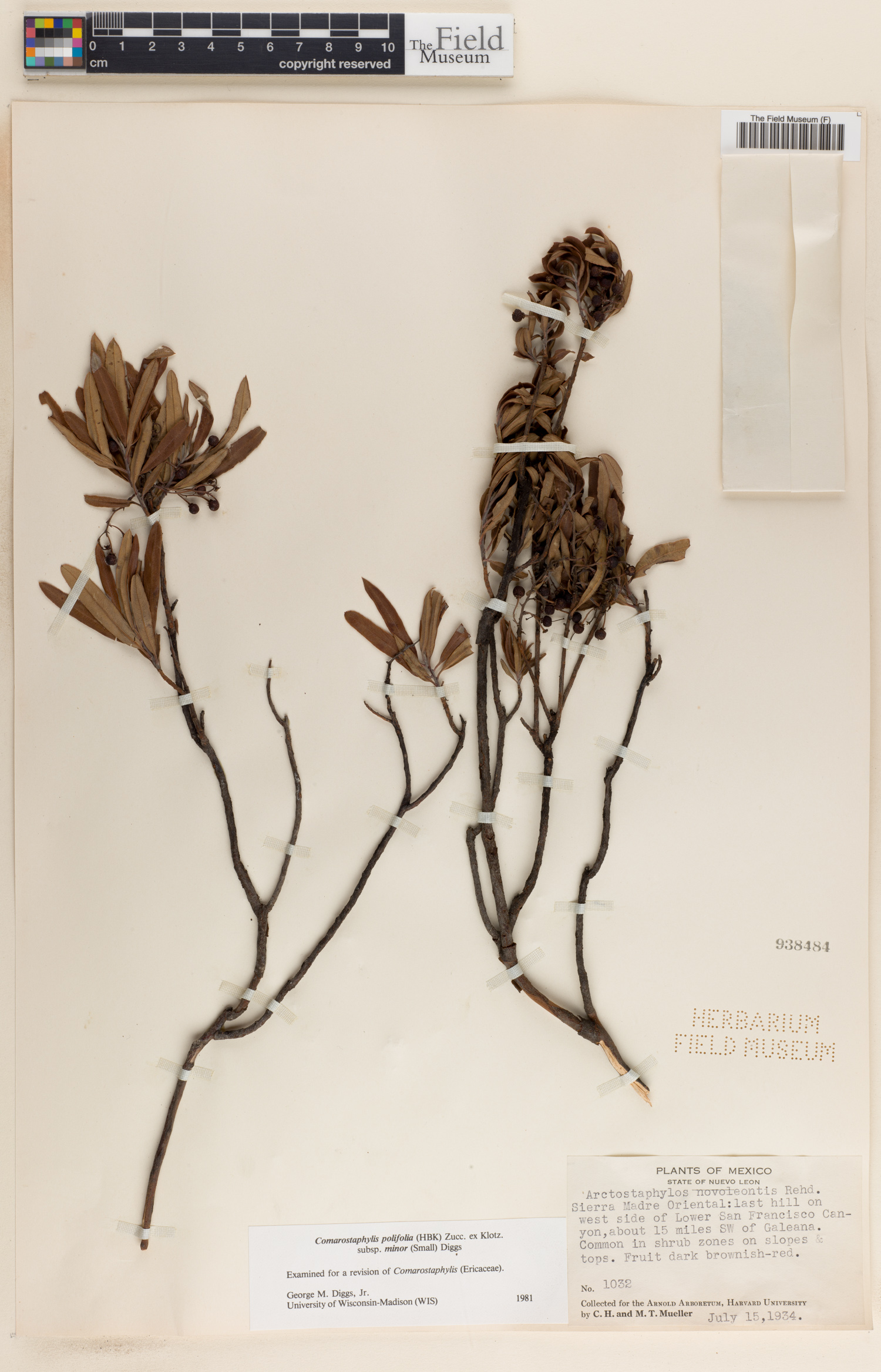 Comarostaphylis polifolia image